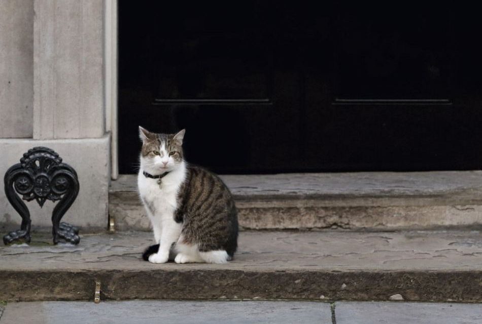 ಕಳೆದುಹೋಗುವ ಬೆಕ್ಕುಗಳ ಕುರಿತು:ಯೋಗೀಂದ್ರ ಮರವಂತೆ ಅಂಕಣ