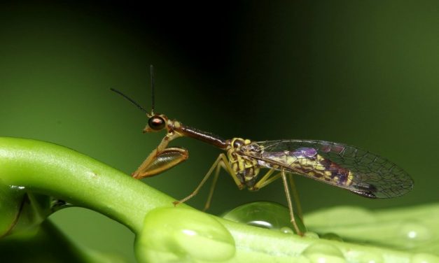 ಡಾ. ಅಭಿಜಿತ್  ತೆಗೆದ ಮ್ಯಾಂಟಿಡ್ ಫ್ಲೈ (Mantidfly) ಚಿತ್ರ.