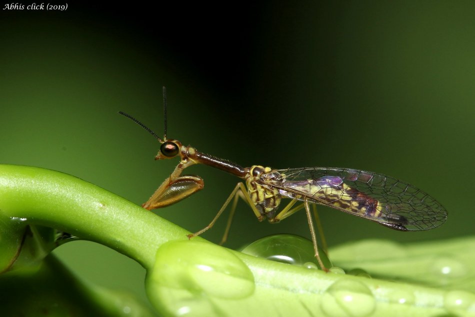 ಡಾ. ಅಭಿಜಿತ್  ತೆಗೆದ ಮ್ಯಾಂಟಿಡ್ ಫ್ಲೈ (Mantidfly) ಚಿತ್ರ.