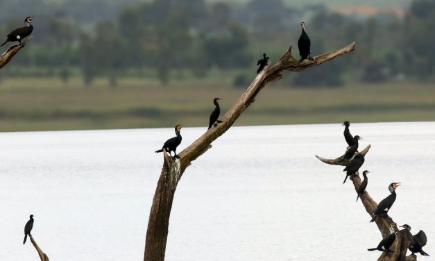 ಲೀಲಾ ಅಪ್ಪಾಜಿ ತೆಗೆದ ನೀರ ಕಾಗೆಗಳ ಚಿತ್ರ