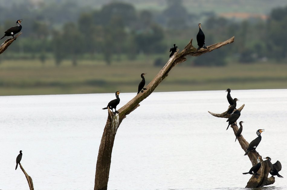 ಲೀಲಾ ಅಪ್ಪಾಜಿ ತೆಗೆದ ನೀರ ಕಾಗೆಗಳ ಚಿತ್ರ