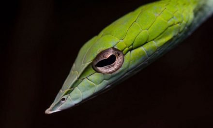 ಸುಮುಖ ಜಾವಗಲ್ ತೆಗೆದ ಗ್ರೀನ್ ವೈನ್ ಹಾವಿನ (Green Vine snake) ಚಿತ್ರ