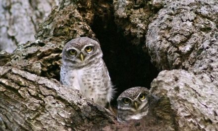 ಅಶ್ವಥ ಕೆ.ಎನ್ ತೆಗೆದ ಈ ದಿನದ ಚಿತ್ರ