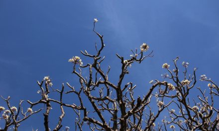 ರೂಪಶ್ರೀ ಕಲ್ಲಿಗನೂರ್ ತೆಗೆದ ಈ ದಿನದ ಚಿತ್ರ