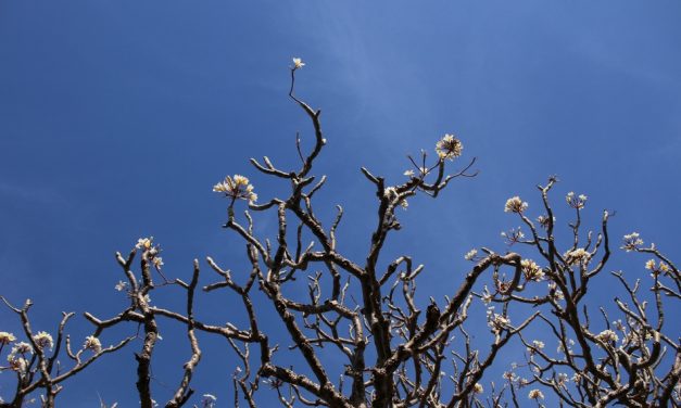 ರೂಪಶ್ರೀ ಕಲ್ಲಿಗನೂರ್ ತೆಗೆದ ಈ ದಿನದ ಚಿತ್ರ