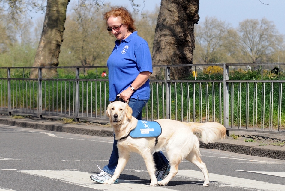 ಗೈಡ್ ಡಾಗ್ ಎಂಬ ಸಜ್ಜನ ಪ್ರಜೆ: ವಿನತೆ ಶರ್ಮಾ ಅಂಕಣ.