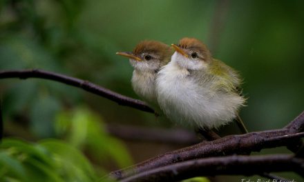 ತುಷಾರ್ ರಾಜೇಶ್ ತೆಗೆದ ಟುವ್ವಿ ಹಕ್ಕಿಗಳ ಚಿತ್ರ