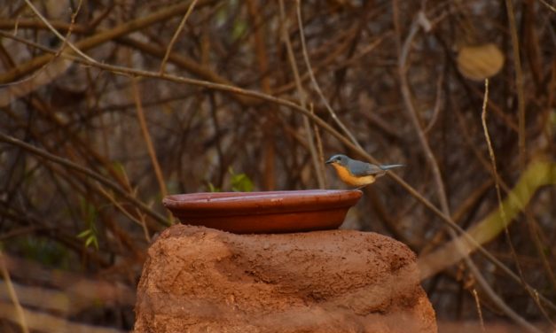 ನಾಗೇಶ್ ಓ ಎಸ್ ತೆಗೆದ ಈ ದಿನದ ಚಿತ್ರ
