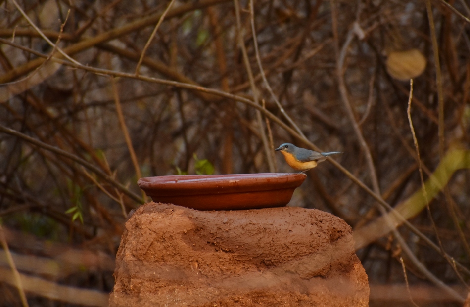 ನಾಗೇಶ್ ಓ ಎಸ್ ತೆಗೆದ ಈ ದಿನದ ಚಿತ್ರ
