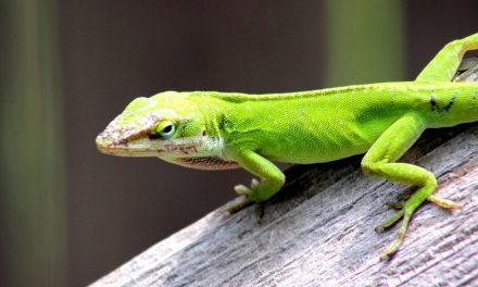 ಹಲ್ಲಿ ಮೂತ್ರ ಕೈ ಸುಟ್ಟಿತೇ!: ಮುನವ್ವರ್ ಜೋಗಿಬೆಟ್ಟು ಅಂಕಣ