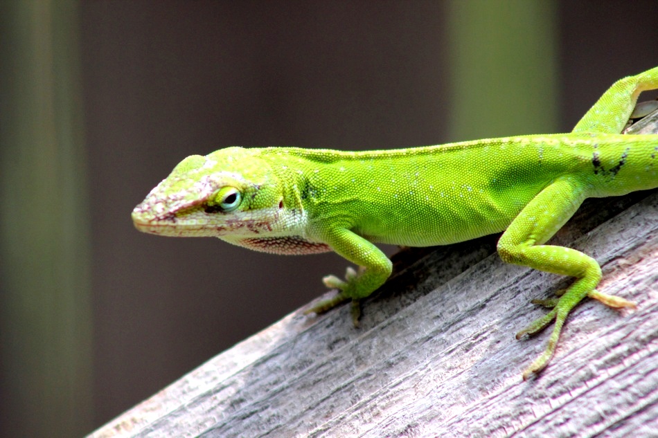 ಹಲ್ಲಿ ಮೂತ್ರ ಕೈ ಸುಟ್ಟಿತೇ!: ಮುನವ್ವರ್ ಜೋಗಿಬೆಟ್ಟು ಅಂಕಣ