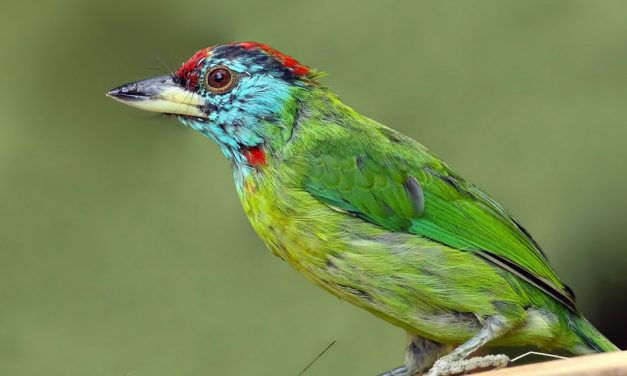 ಲೀಲಾ ಅಪ್ಪಾಜಿ ತೆಗೆದ ನೀಲಿ ಕೊರಳ ಕುಟ್ರ (Blue throated Barbet) ಹಕ್ಕಿಯ ಚಿತ್ರ