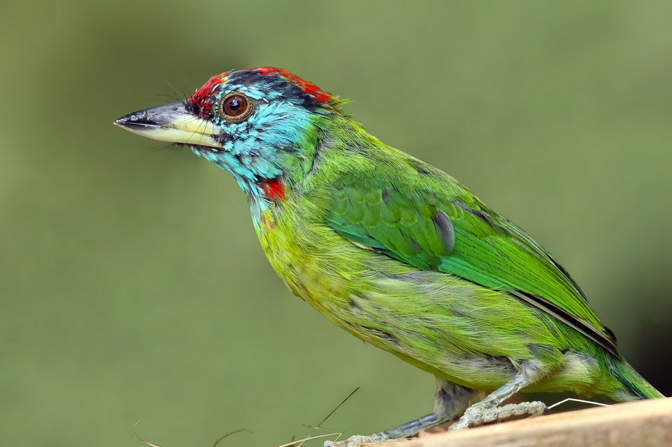 ಲೀಲಾ ಅಪ್ಪಾಜಿ ತೆಗೆದ ನೀಲಿ ಕೊರಳ ಕುಟ್ರ (Blue throated Barbet) ಹಕ್ಕಿಯ ಚಿತ್ರ