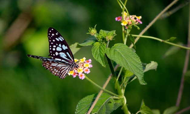 ತುಷಾರ್ ರಾಜೇಶ್ ತೆಗೆದ  ಬ್ಲೂ ಟೈಗರ್ ಚಿಟ್ಟೆಯ ಚಿತ್ರ