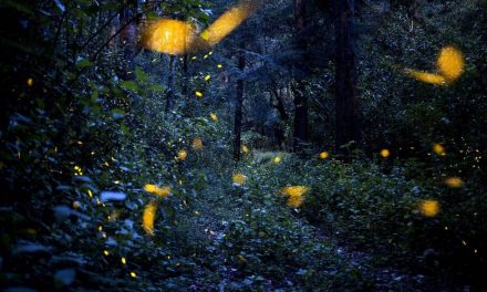 ಫಿಯಟ್ ಲಕ್ಸ್…. ಬೆಳಕಾಗಲಿ: ಕೆ.ವಿ. ತಿರುಮಲೇಶ್ ಲೇಖನ