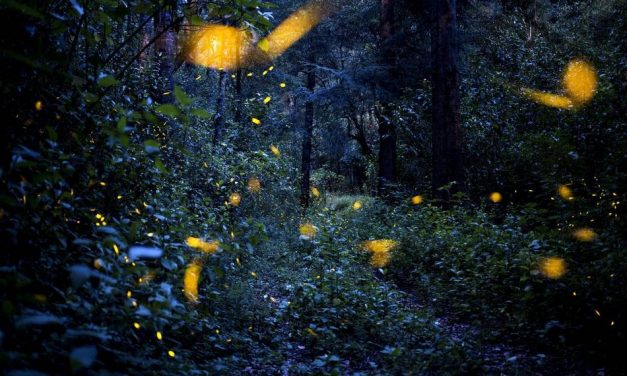 ಫಿಯಟ್ ಲಕ್ಸ್…. ಬೆಳಕಾಗಲಿ: ಕೆ.ವಿ. ತಿರುಮಲೇಶ್ ಲೇಖನ