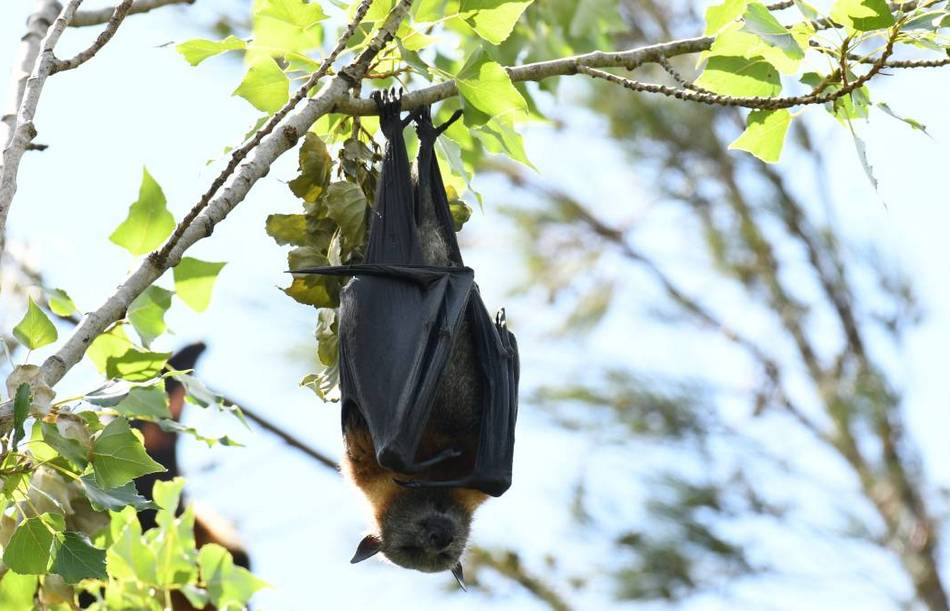 ಹುಣಸೇ ಮರದಡಿಯಲ್ಲಿ ಕಂಡ ಪ್ರೇತ: ಮುನವ್ವರ್ ಜೋಗಿಬೆಟ್ಟು ಕಥನ