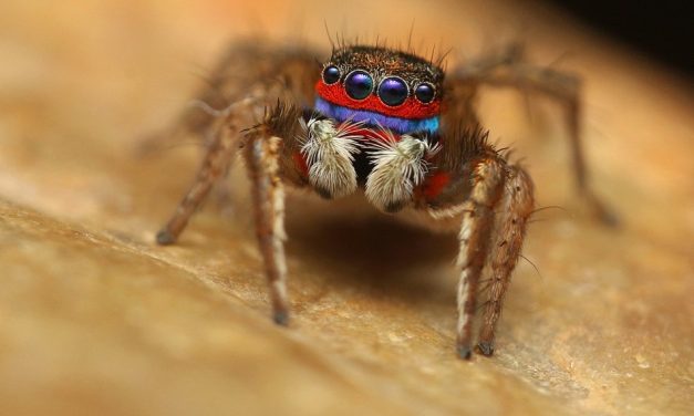 ಡಾ.ಅಭಿಜಿತ್ ತೆಗೆದ ಸ್ಟನೆಲುರಿಲಸ್ (Stenaelurillus lesserti ) ಜೇಡದ ಚಿತ್ರ