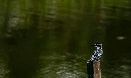 ಗಗನ್ ಬೂಸ್ನೂರ್ ತೆಗೆದ ಈ ದಿನದ ಚಿತ್ರ