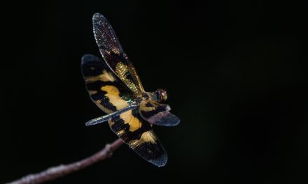 ತುಷಾರ್ ರಾಜೇಶ್ ತೆಗೆದ ವಿಂಗ್ ಡ್ರ್ಯಾಗನ್ ಫ್ಲೈ ನ ಚಿತ್ರ