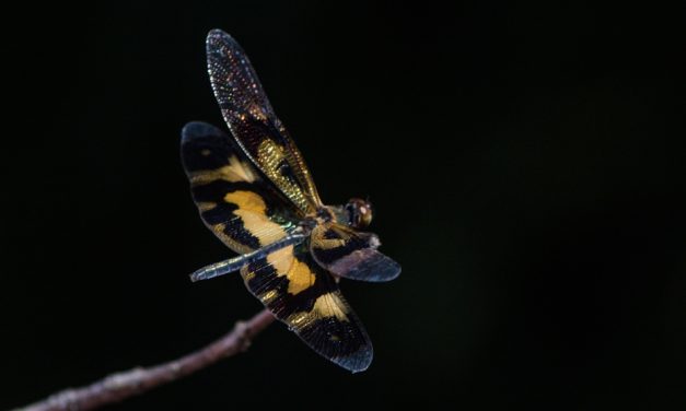 ತುಷಾರ್ ರಾಜೇಶ್ ತೆಗೆದ ವಿಂಗ್ ಡ್ರ್ಯಾಗನ್ ಫ್ಲೈ ನ ಚಿತ್ರ