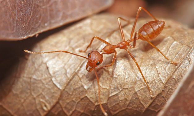 ದಾರಿ ಮರೆತ ಇರುವೆಗಳು: ಮುನವ್ವರ್ ಜೋಗಿಬೆಟ್ಟು ಅಂಕಣ