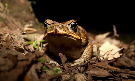 ಹಲ್ಲಿ, ಹಾವು, ಚೇಳುಗಳ ಸ್ವರ್ಗ!: ಡಾ.ವಿನತೆ ಶರ್ಮಾ ಅಂಕಣ