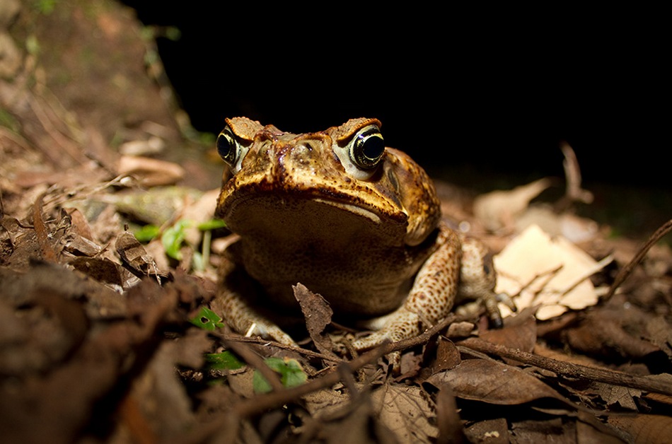 ಹಲ್ಲಿ, ಹಾವು, ಚೇಳುಗಳ ಸ್ವರ್ಗ!: ಡಾ.ವಿನತೆ ಶರ್ಮಾ ಅಂಕಣ
