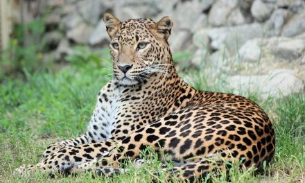 ಜೋಗಿಬೆಟ್ಟುವಿನಲ್ಲಿ ಚಿರತೆ: ಮುನವ್ವರ್ ಜೋಗಿಬೆಟ್ಟು ಅಂಕಣ