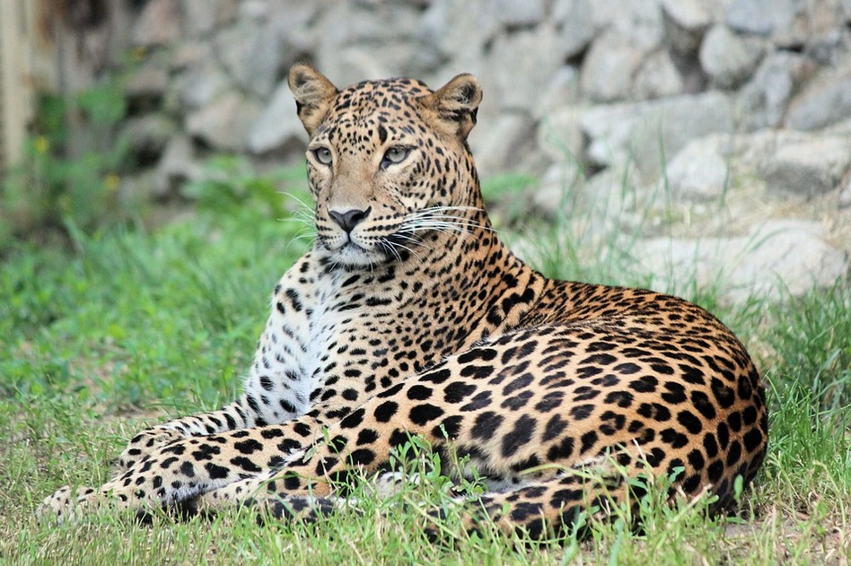 ಜೋಗಿಬೆಟ್ಟುವಿನಲ್ಲಿ ಚಿರತೆ: ಮುನವ್ವರ್ ಜೋಗಿಬೆಟ್ಟು ಅಂಕಣ