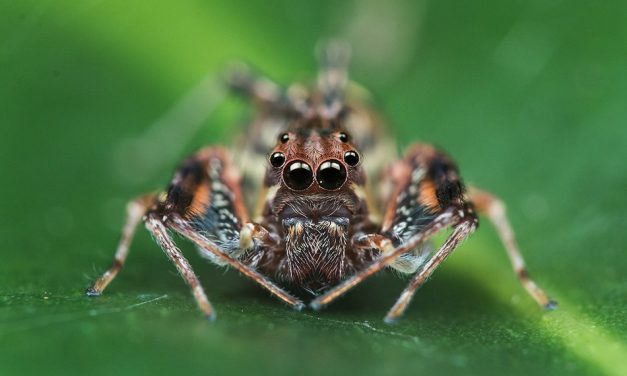 ಜೇಡ ಕಡಿಸಿಕೊಂಡವ ನೀನು, ಸ್ಪೈಡರ್ ಮ್ಯಾನ್ ಆಗ್ತೀಯ! : ಮುನವ್ವರ್ ಜೋಗಿಬೆಟ್ಟು ಅಂಕಣ