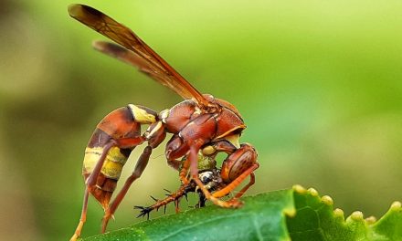 ಕೃಷ್ಣ ದೇವಾಂಗಮಠ ತೆಗೆದ ಈ ದಿನದ ಚಿತ್ರ
