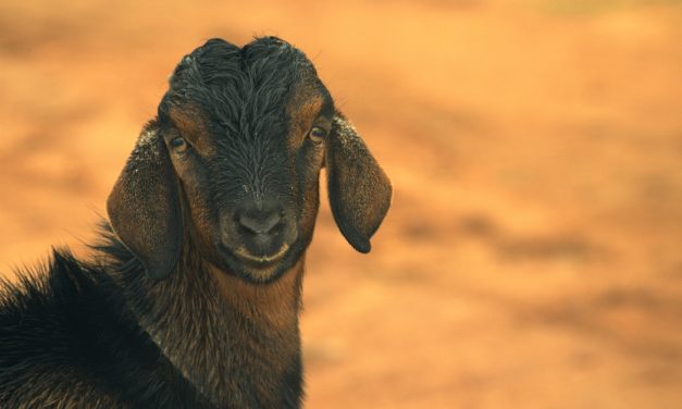 ಸುಚಿತ್ರ ಯು ತೆಗೆದ ಈ ದಿನದ ಚಿತ್ರ