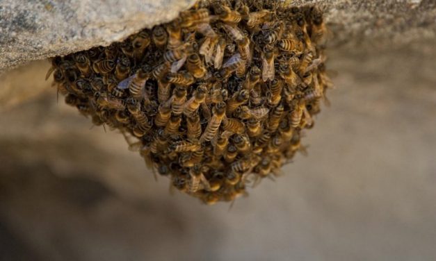 ಏನು ಏನು ಜೇನು ಜೇನು: ಕೆ. ವಿ. ತಿರುಮಲೇಶ್ ಲೇಖನ