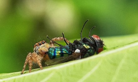 ಕೃಷ್ಣ ದೇವಾಂಗಮಠ ತೆಗೆದ ಈ ದಿನದ ಚಿತ್ರ