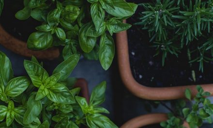 ಶ್ರೀಸಾಮಾನ್ಯರ ಹಸಿರು ಕ್ರಾಂತಿ ಕಥೆಗಳು: ವಿನತೆ ಶರ್ಮಾ ಅಂಕಣ