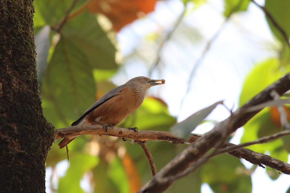ಲಾಕ್ ಡೌನ್ ನಿಂದ ತುಂಬಿಕೊಂಡ ಗಂಧ: ಪ್ರಸಾದ್ ಶೆಣೈ ಅಂಕಣ