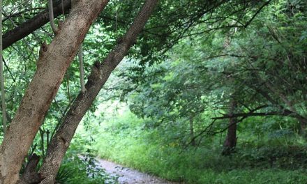 ಬಿದಿರುಮೆಳೆಯಲ್ಲಿ ಹೂತ ಹೆಣ: ಮುನವ್ವರ್ ಜೋಗಿಬೆಟ್ಟು ಅಂಕಣ