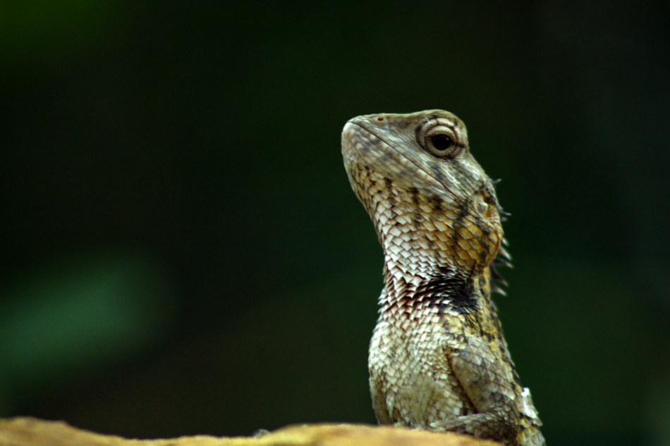 ಕೃಷ್ಣ ದೇವಾಂಗಮಠ ತೆಗೆದ ಈ ದಿನದ ಚಿತ್ರ