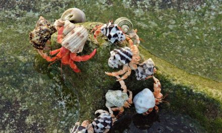 ಅಷ್ಟಮಿಯ ಚಂದ್ರನ ಇರುಳು ಶಂಖು ಹುಳಗಳ ಪ್ರೇಮ ಕಥೆಗಳು: ಅಬ್ದುಲ್ ರಶೀದ್ ಬರೆಯುವ ಲಕ್ಷದ್ವೀಪ ಡೈರಿ