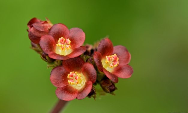 ನಾಗರಾಜ್ ವೀರಾಸ್ವಾಮಿ ತೆಗೆದ ಈ ದಿನದ ಚಿತ್ರ