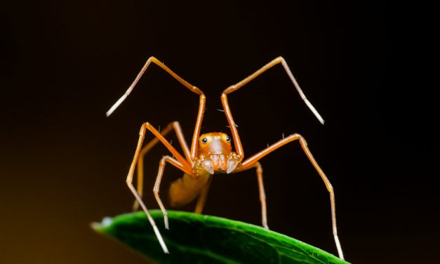 ಮೋಹಿತ್ ಶೆಣೈ ಕೆ. ತೆಗೆದ ಈ ದಿನದ ಚಿತ್ರ