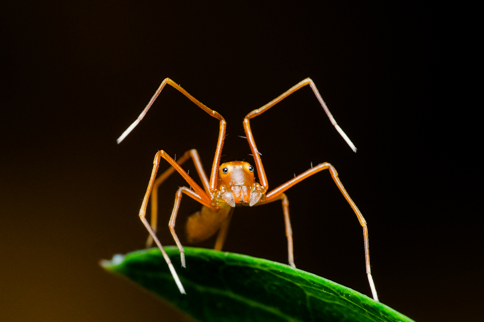 ಮೋಹಿತ್ ಶೆಣೈ ಕೆ. ತೆಗೆದ ಈ ದಿನದ ಚಿತ್ರ
