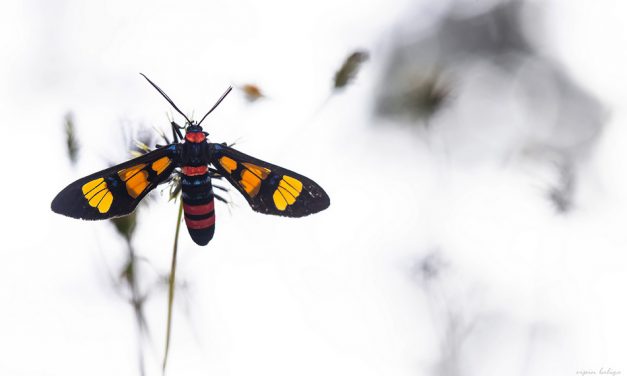 ವಿಪಿನ್‌ ಬಾಳಿಗಾ ತೆಗೆದ ಈ ದಿನದ ಚಿತ್ರ