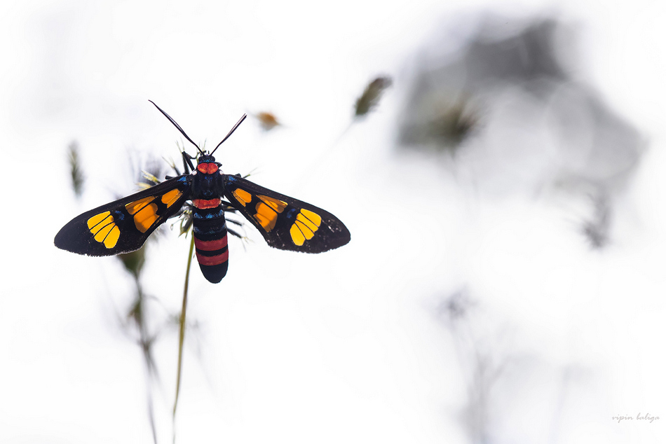 ವಿಪಿನ್‌ ಬಾಳಿಗಾ ತೆಗೆದ ಈ ದಿನದ ಚಿತ್ರ