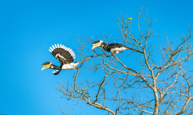 ಮಂಜುಳಾ ದೇಸಾಯಿ ತೆಗೆದ ಈ ದಿನದ ಚಿತ್ರ