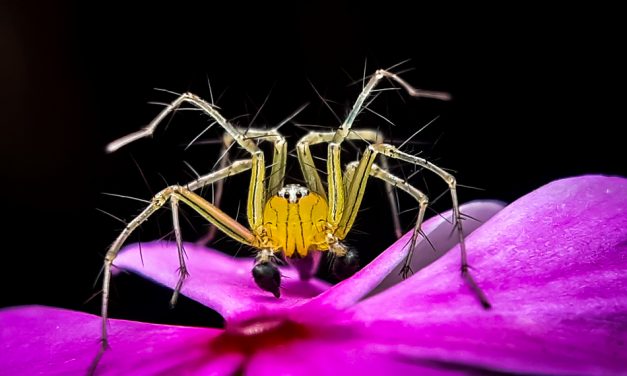 ಕೃಷ್ಣ ದೇವಾಂಗಮಠ ತೆಗೆದ ಈ ದಿನದ ಚಿತ್ರ
