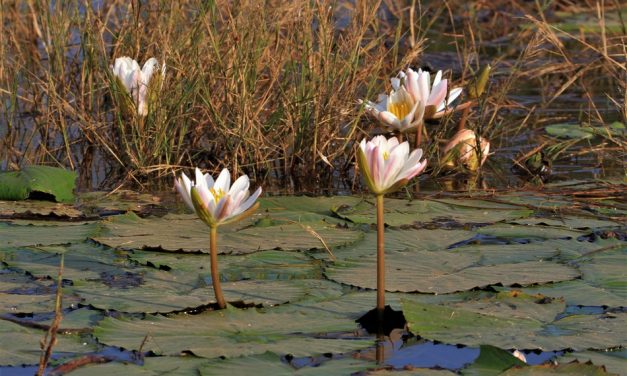 ಡಾ. ವಾಣಿ ಮಹೇಶ ತೆಗೆದ ಈ ದಿನದ ಚಿತ್ರ