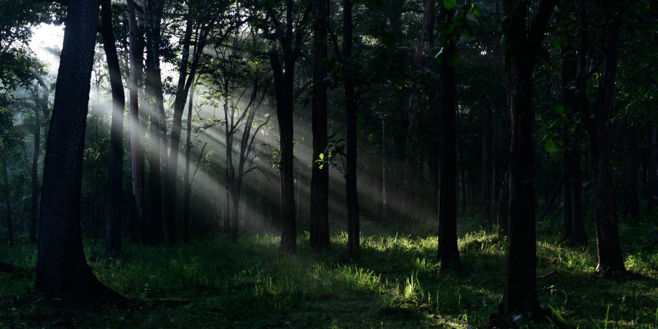 ಮಂಜುಳಾ ದೇಸಾಯಿ ತೆಗೆದ ಈ ದಿನದ ಚಿತ್ರ
