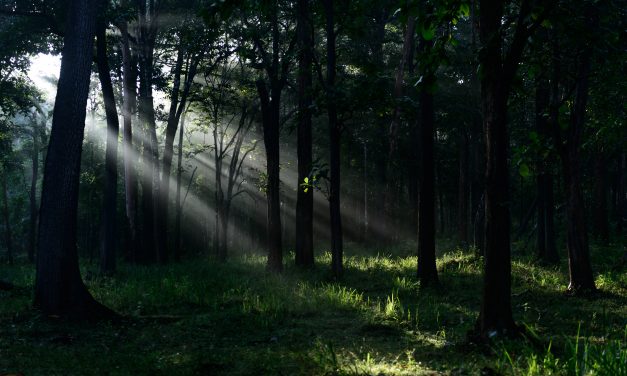 ಮಂಜುಳಾ ದೇಸಾಯಿ ತೆಗೆದ ಈ ದಿನದ ಚಿತ್ರ